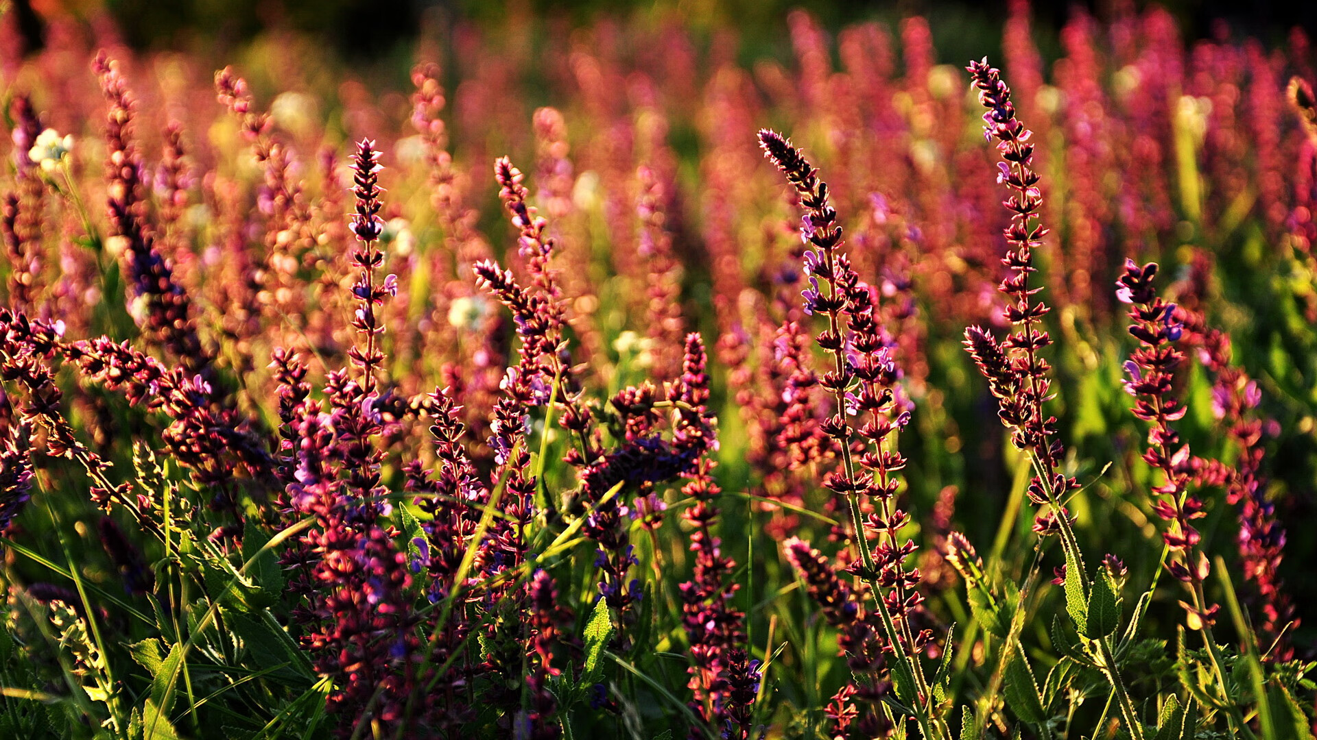 爱游戏tv-巨人肩上全队！哈兰德绝境双响扛巴萨闯过阿森纳鬼门关