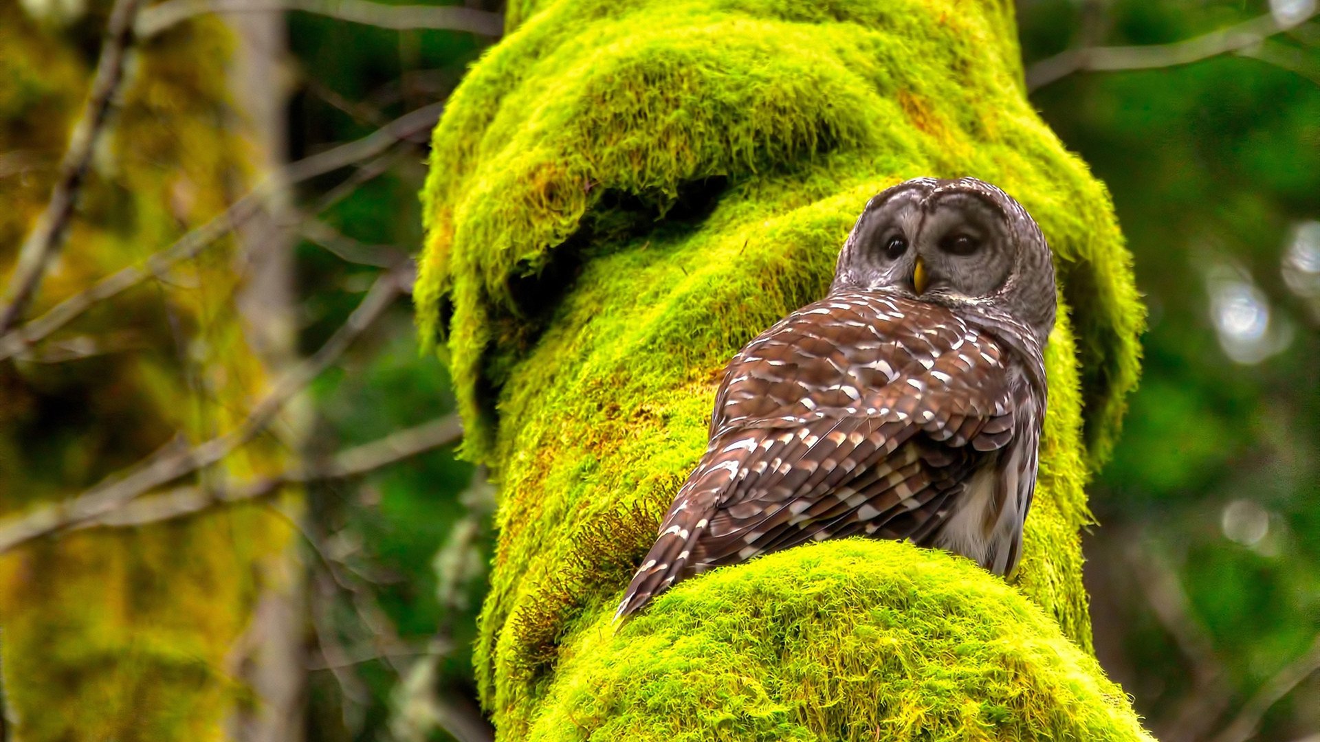 爱游戏大厅-美网绝杀联合杯巅峰对决，鲁德刷新纪录，一场改变职业生涯的胜利