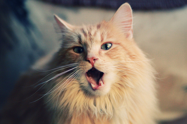 冰封52年与7分钟暴走，波尔用左脚为法国破开逆天改命的封印