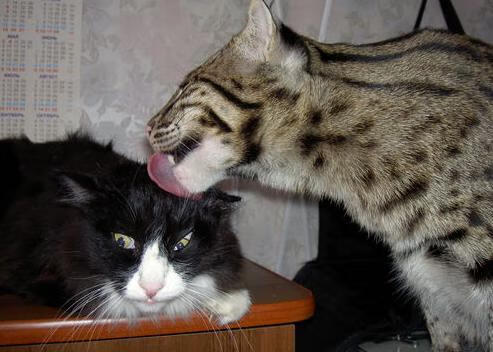 世纪友谊赛，皇马新王绝境亮剑，奥亚尔萨瓦尔一球封神！