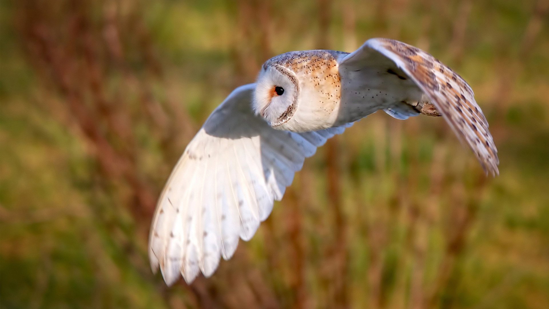 爱游戏官方-当摩洛哥的战术基因遇见本泽马的赛道统治力，一场关于控制的双重奏