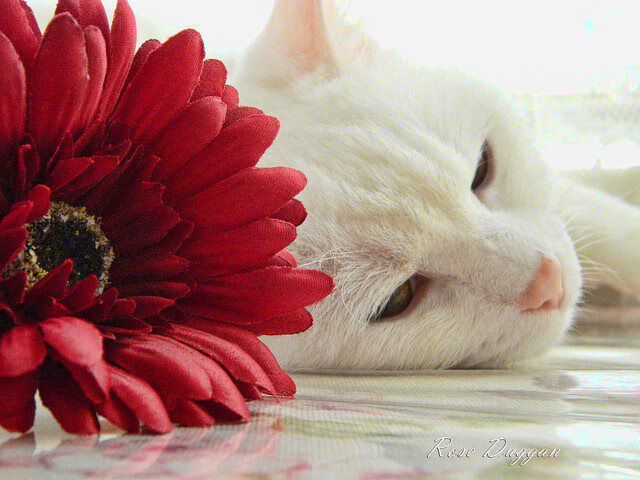 当摩洛哥的战术基因遇见本泽马的赛道统治力，一场关于控制的双重奏