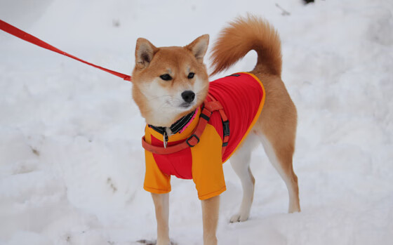 英格拉姆末节封神！国王鏖战灰熊，他的冠军级表现定义了关键二字