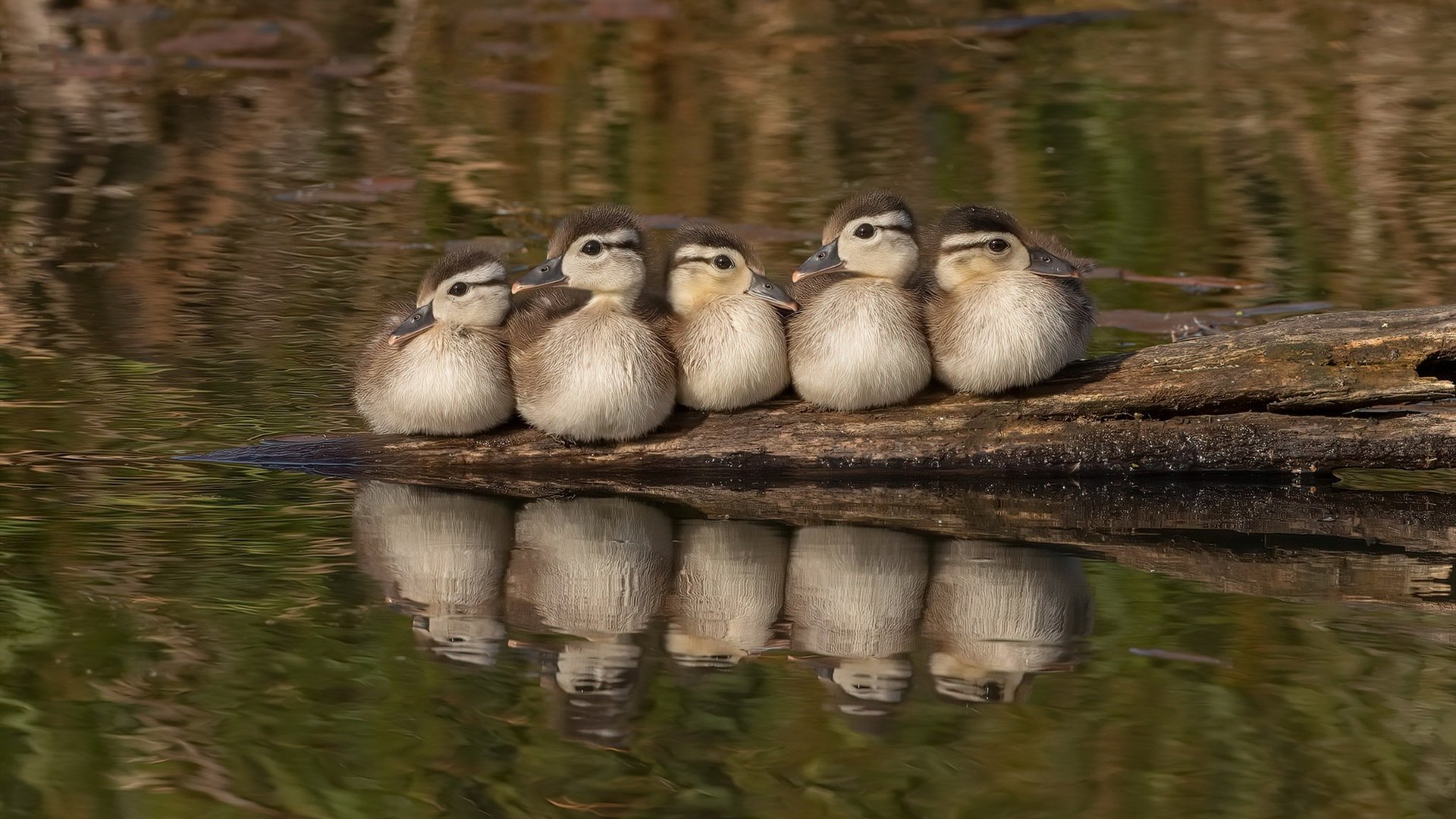 戈麦斯之夜，当卡拉沃沃河遇见台伯河