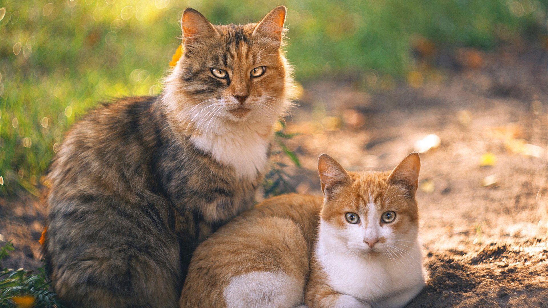 圣殿只有一个,但传奇有两种写法