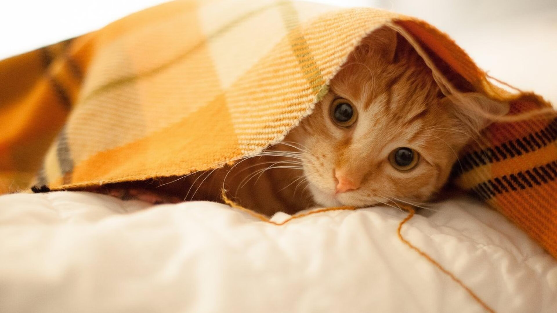 终场哨响前,西决在麦迪逊花园打完了最后一秒