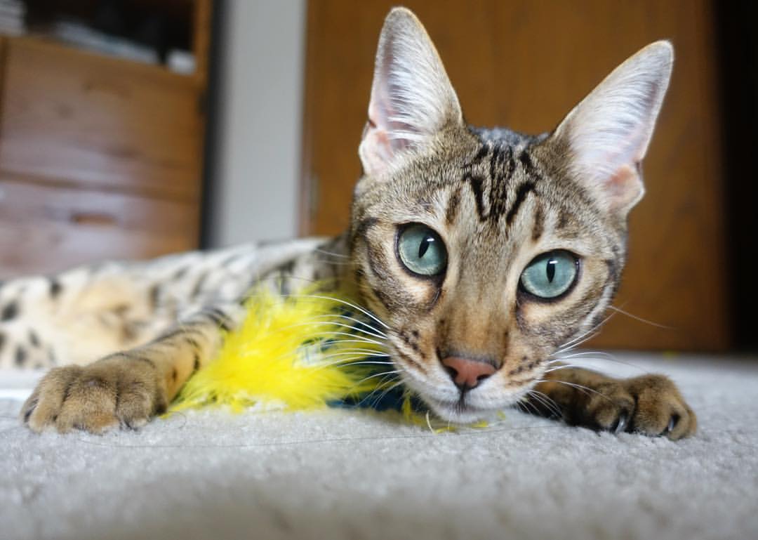 生死战之光，步行者逆袭掘金，总决赛焦点战惊心动魄