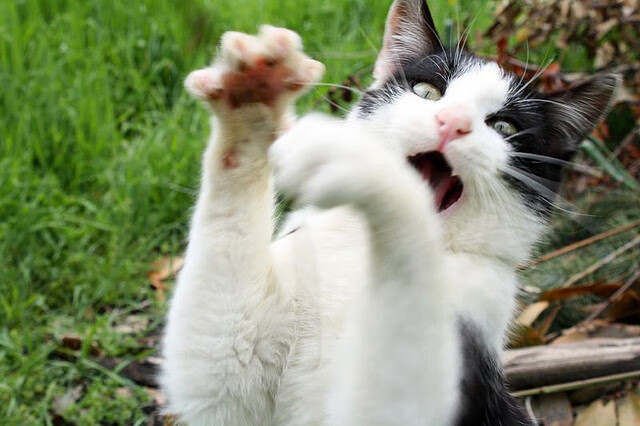 跨越运动维度的唯一性，当阿尔瓦雷斯叩响殿堂之门，芬兰篮球重写欧洲秩序