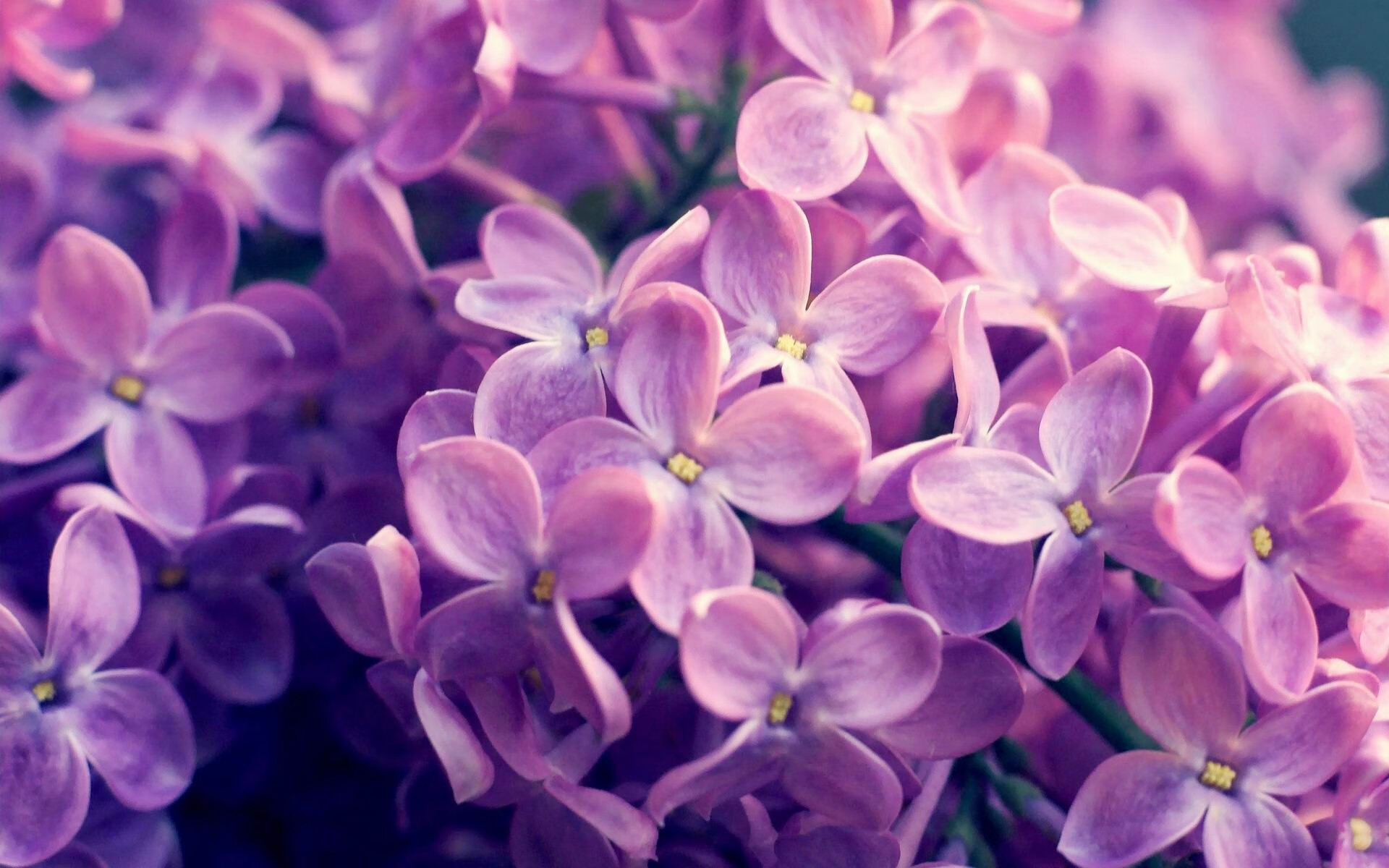 狼啸鹏城，当篮球节奏主宰绿茵场—2026世界杯焦点战前的跨界风暴