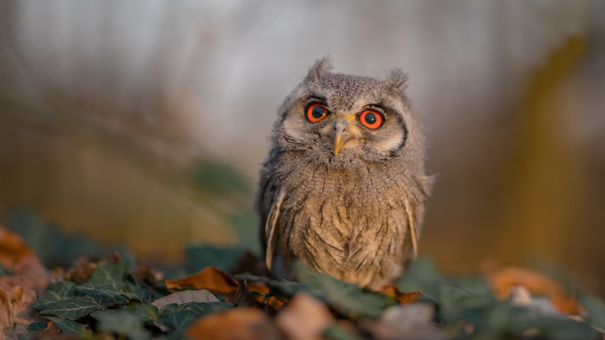 悬念与神迹，伊布2.1秒的抉择如何浇熄了新西兰的火焰？