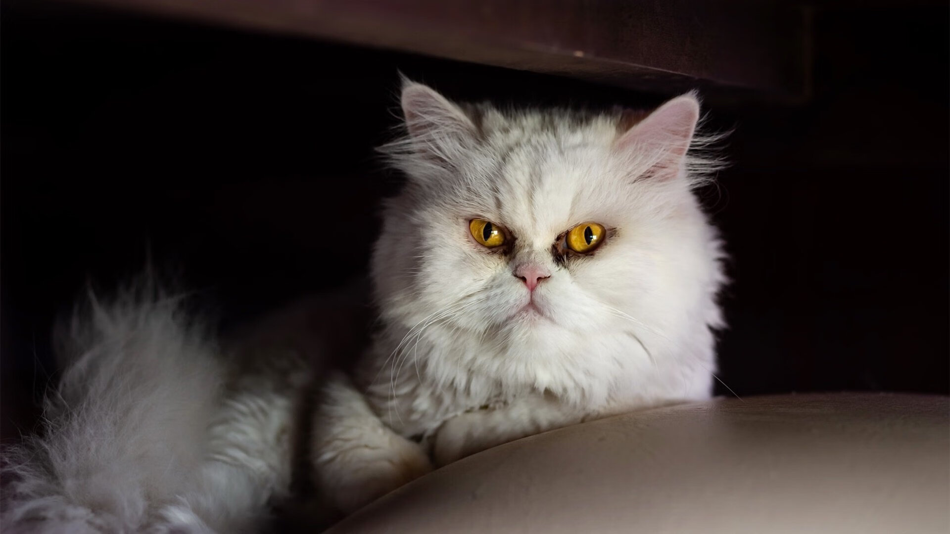 独舞的灵魂，群像的胜利，阿劳霍如何以节奏为画笔，绘就马里争冠征途的决胜篇章