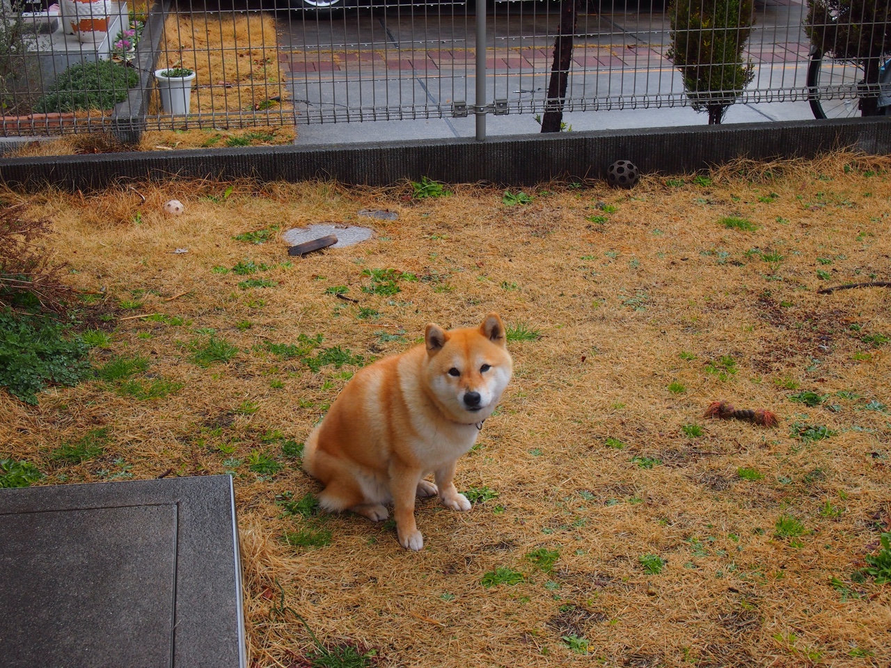 铁蹄踏碎亚特兰大，新王当立！福克斯三双收割胜利，步行者客场踏平老鹰