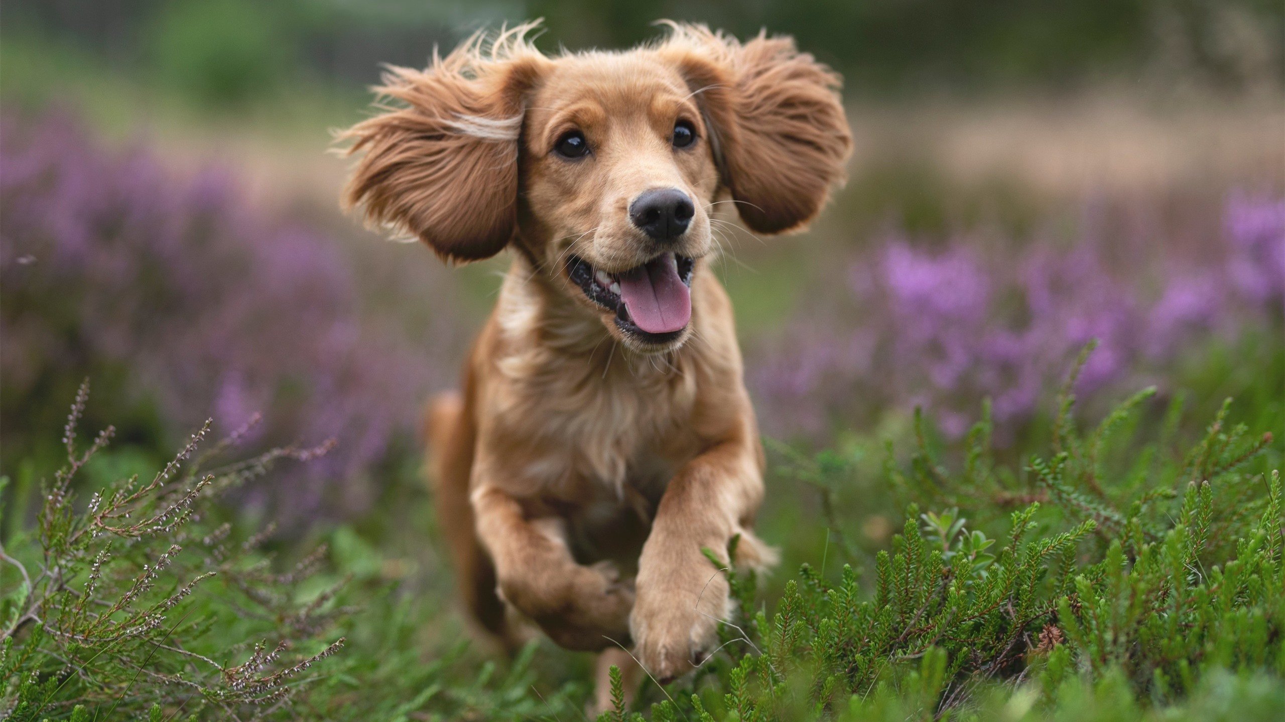 福克斯末节19分收割比赛！冷血三分+关键抢断，国王大场面先生非他莫属