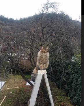 当太行山遇见落基山,约基奇的跨洋生涯夜
