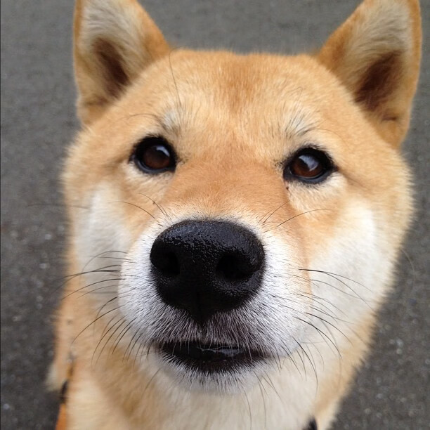 美加墨世界杯之夜,蒂亚戈中场魔术,点亮巨星之光