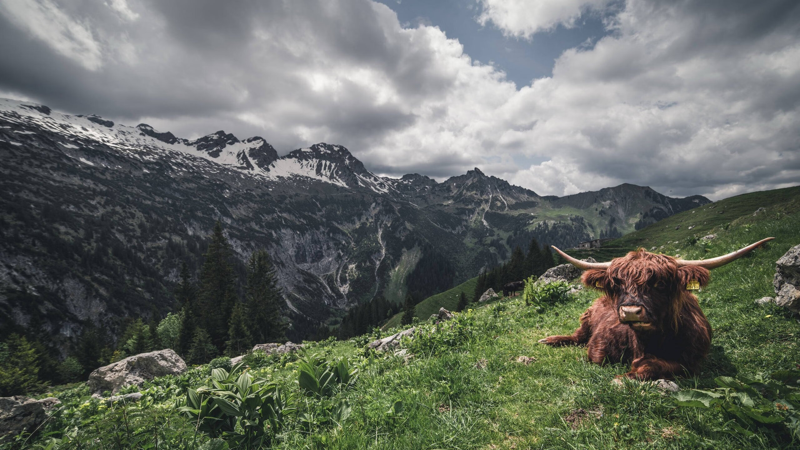 唯一的权力,当帕尔默在波兰逆转之夜接管一切