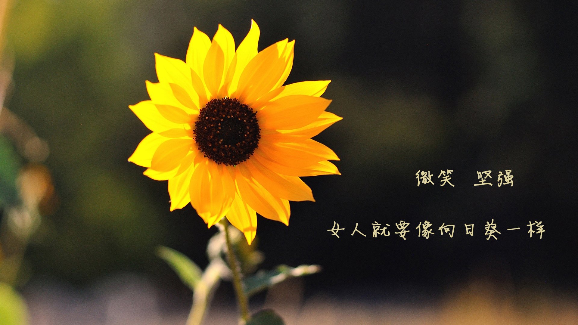 孤棋与狂想，卡拉斯科在美加墨的棋盘上接管生死战