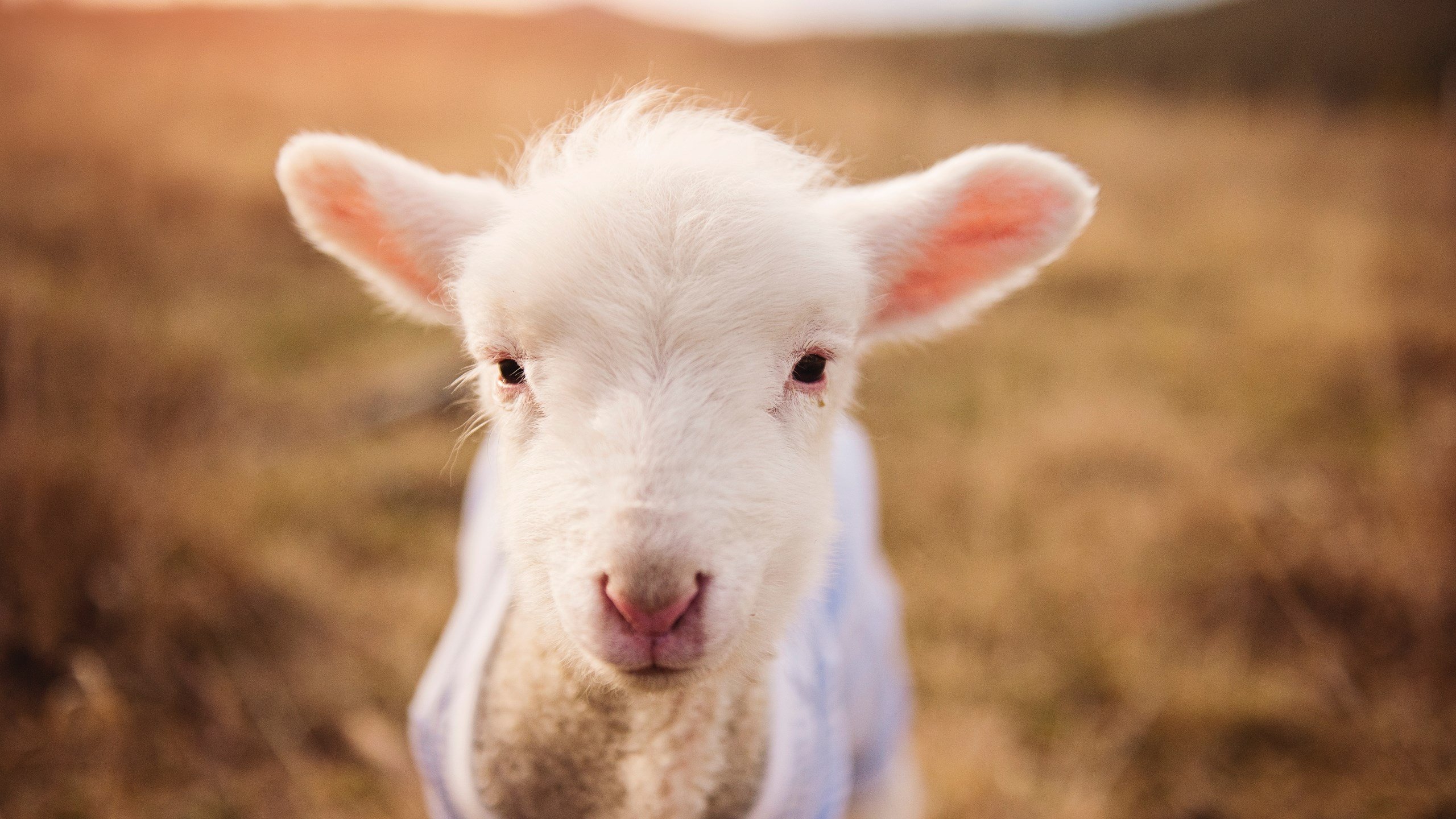 篮球无疆界，吉林队爆冷压制森林狼，杜兰特逆境成关键先生