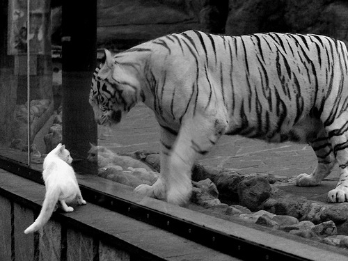 欧冠之夜，他谱写了绿茵交响诗，巴尔韦德以大师级掌控，定义切尔西中场美学