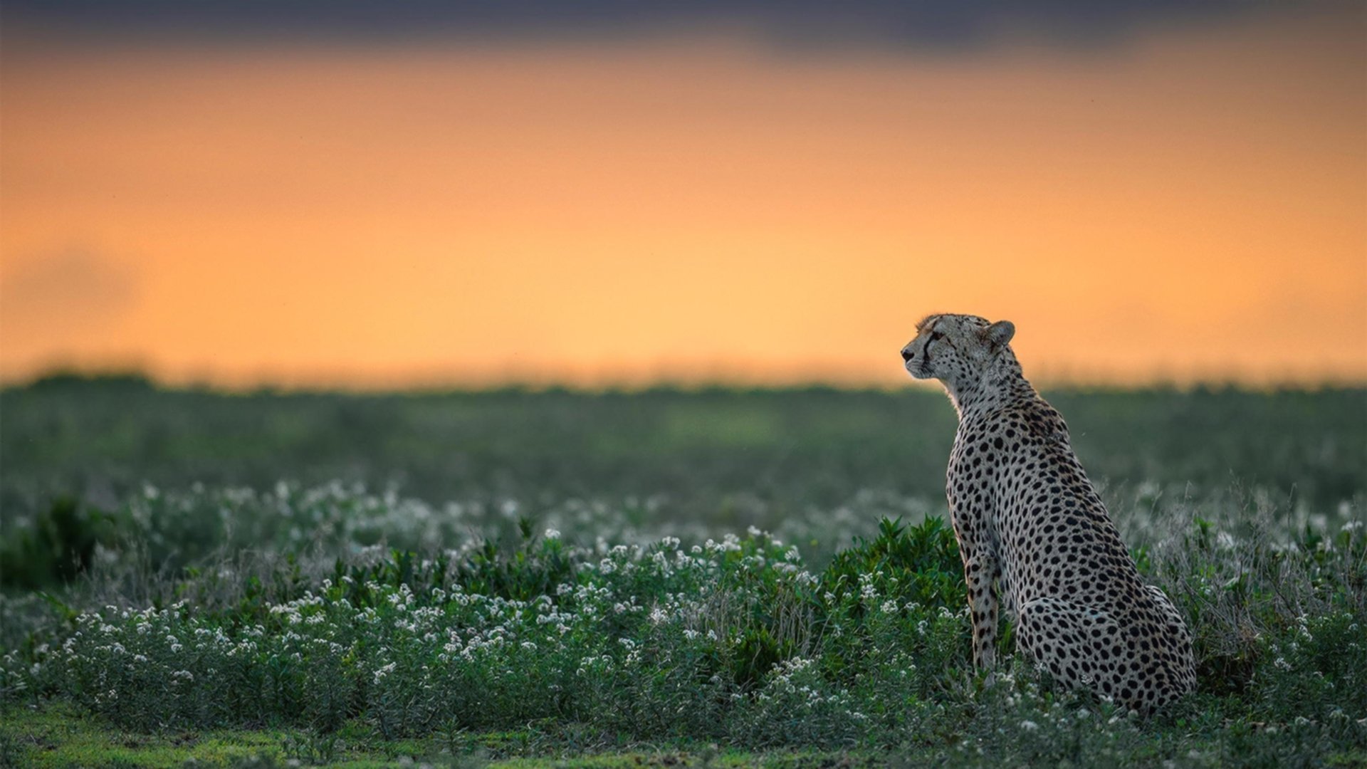 赛场上的带走与接管，广厦队的团队智慧与小贾伦的跨域统治力